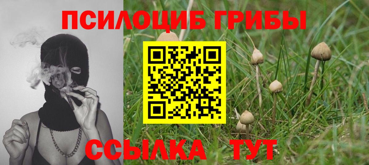 Псилоцибиновые грибы Psilocybe Родники